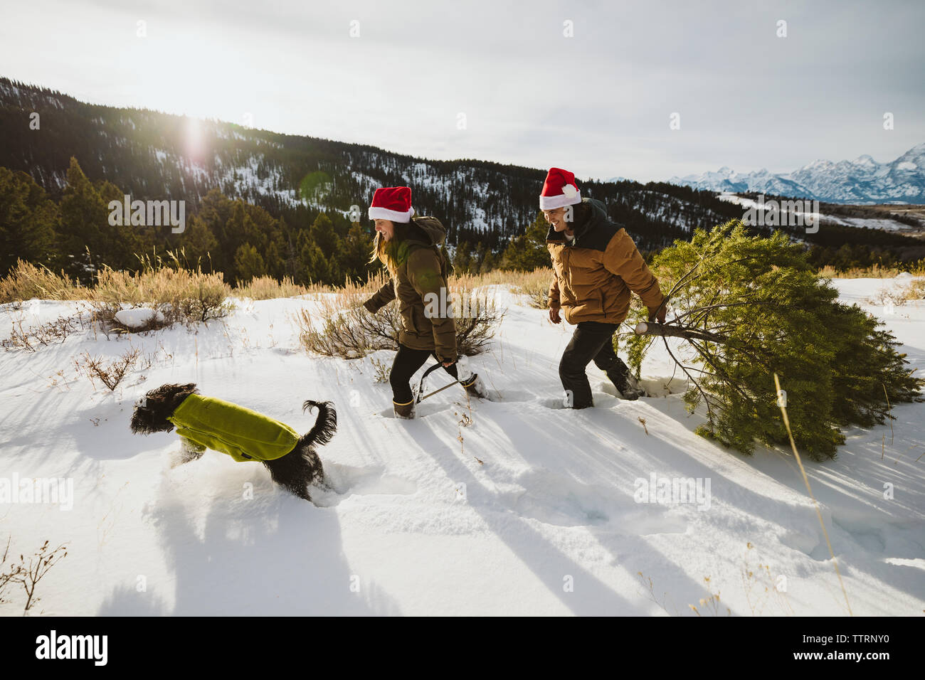 Hund spazieren und Weihnachtsbaum schneiden in Santa Hüte Stockfoto