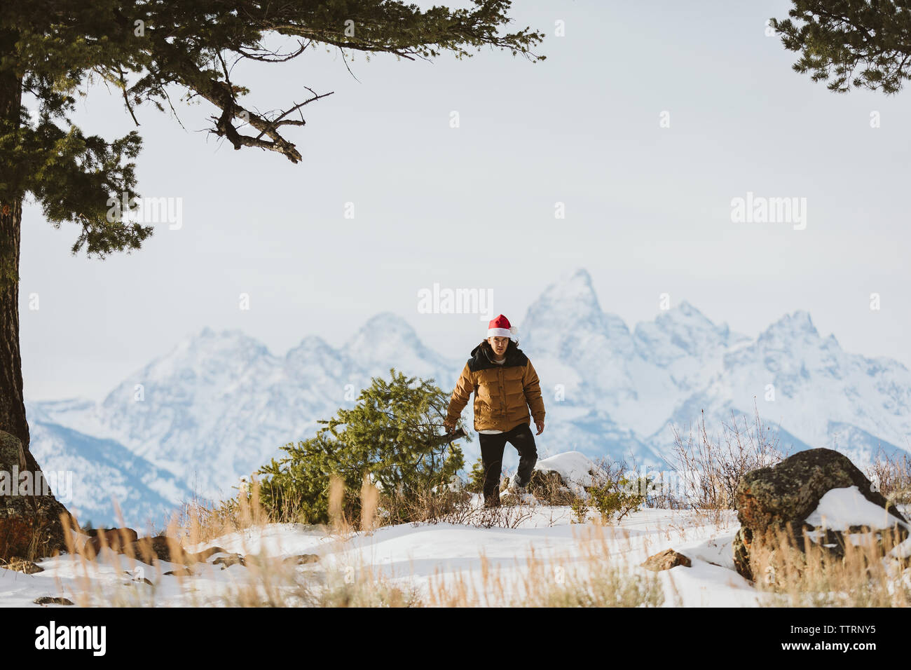 Mann geht mit Weihnachtsbaum in den Tetons Stockfoto