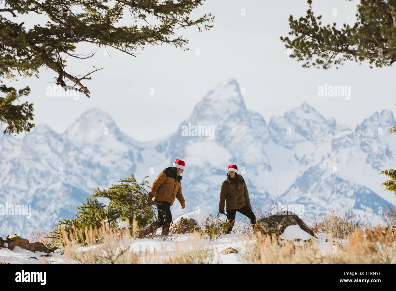 Glückliches Paar Spaziergänge mit Weihnachtsbaum in den Tetons Stockfoto