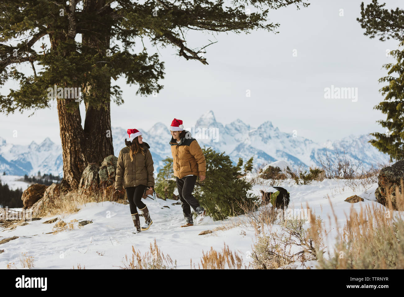 Paar schneidet unten Weihnachtsbaum in den Tetons mit Hund Stockfoto