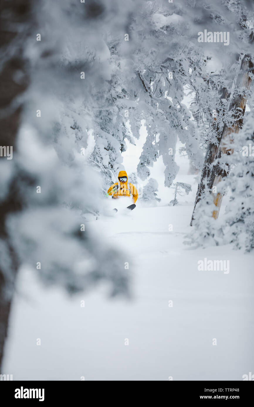 Pulver Skifahrer in gelber Jacke machen Sie im Winter verschneite Bäume Stockfoto
