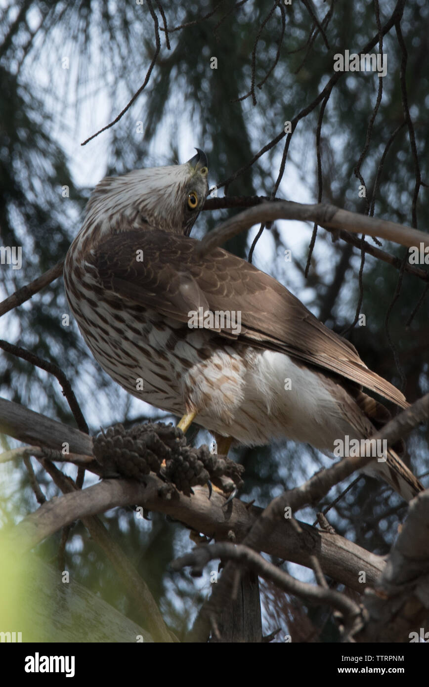 Cooper's hawk In einer sonderbaren Tag Stockfoto