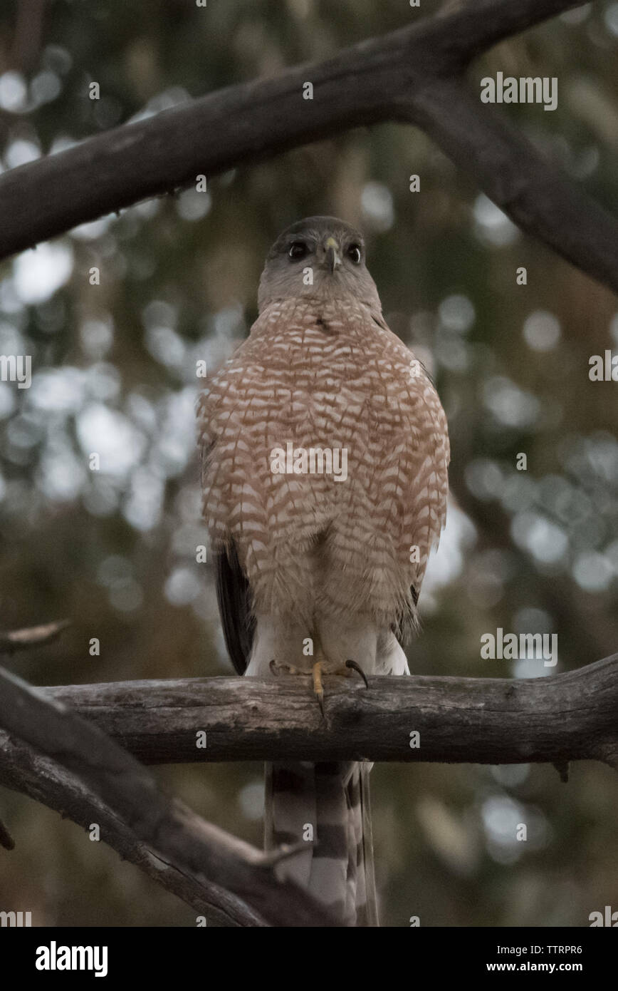 Cooper's hawk Stockfoto