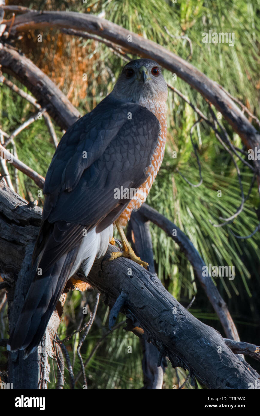 Hawk Eyes Stockfoto