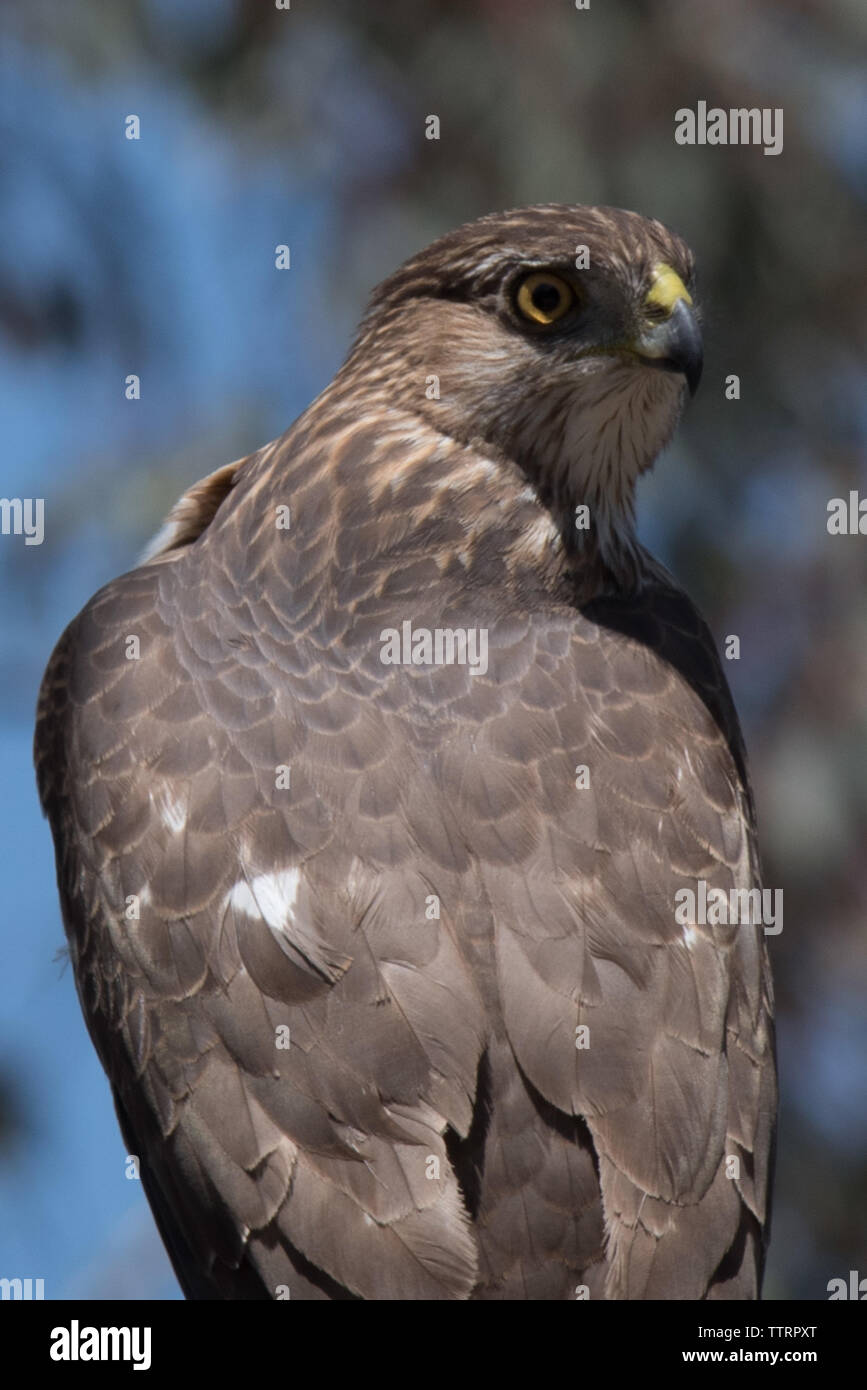 Cooper's hawk Stockfoto