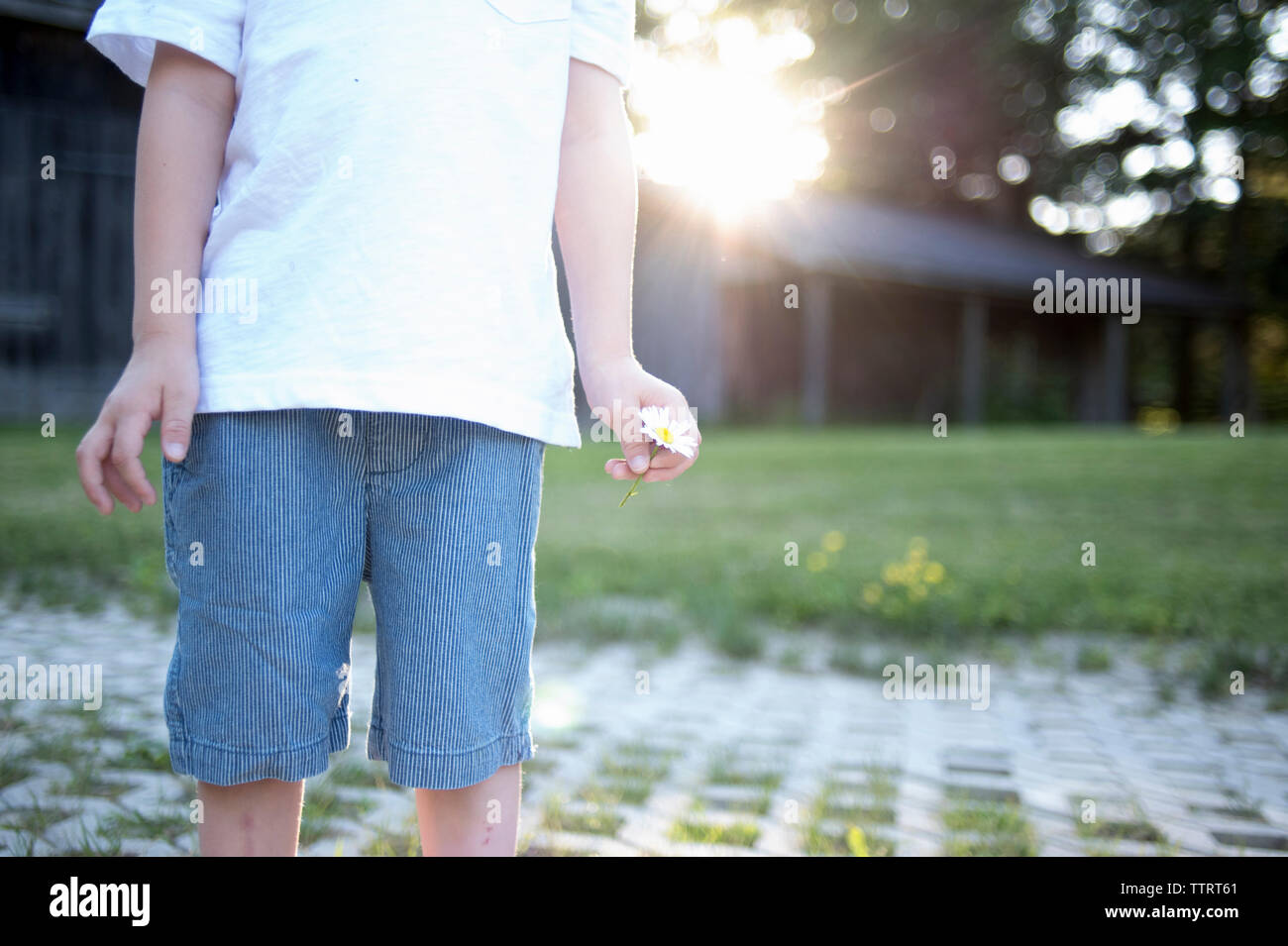 Mittelteil der Boy holding Blume beim Stehen im Park Stockfoto