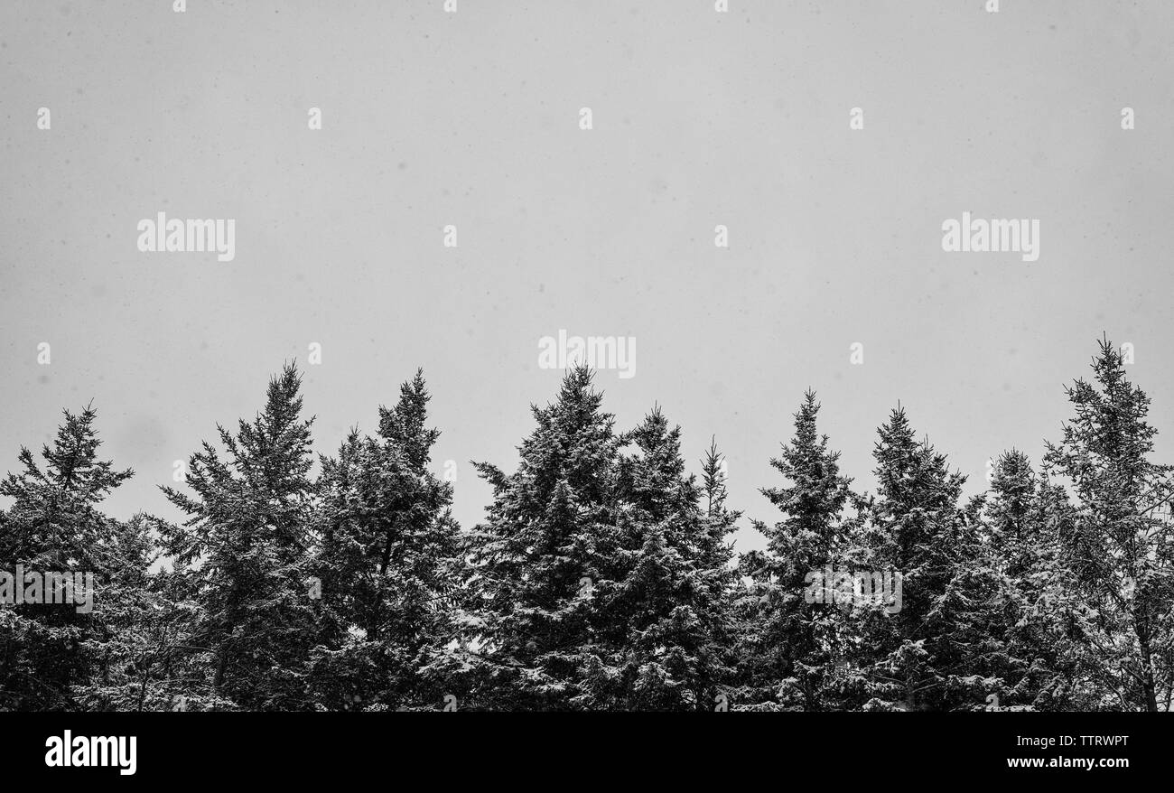 Die schneebedeckten Tannen und bewölktem Himmel im Winter Stockfoto