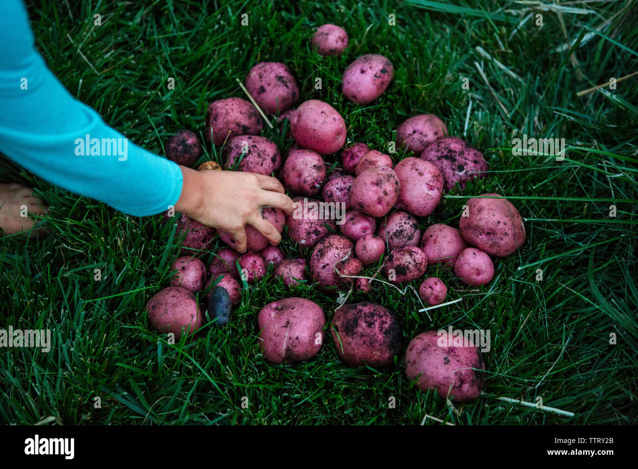 7/8 Hand des jungen Kommissionierung lila geernteten Kartoffeln von Wiese Stockfoto