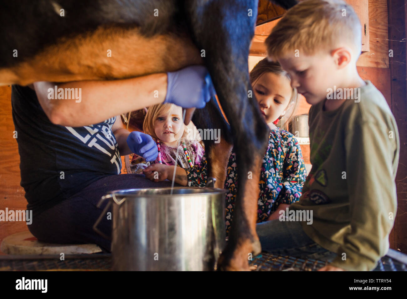 Kinder, Bauern melken Ziege auf der Farm Stockfoto