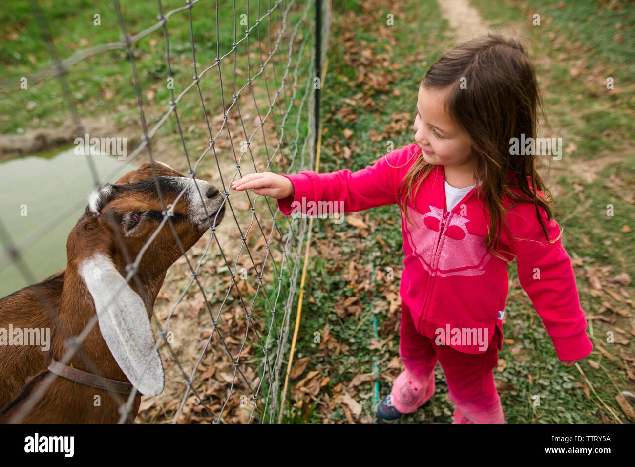 Hohe Betrachtungswinkel von Mädchen berühren Zicklein Ziege durch Zaun am Bauernhof Stockfoto