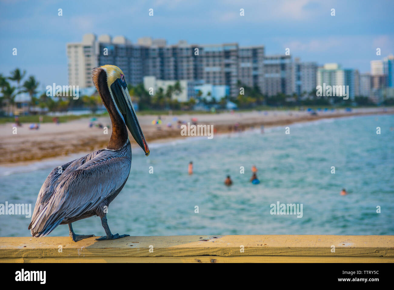 Pelican auf der Promenade mit Blick auf lauderdale am Meer in Florida Stockfoto