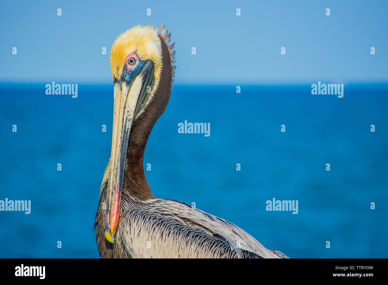 Ganz in der Nähe von Pelican am Meer Stockfoto
