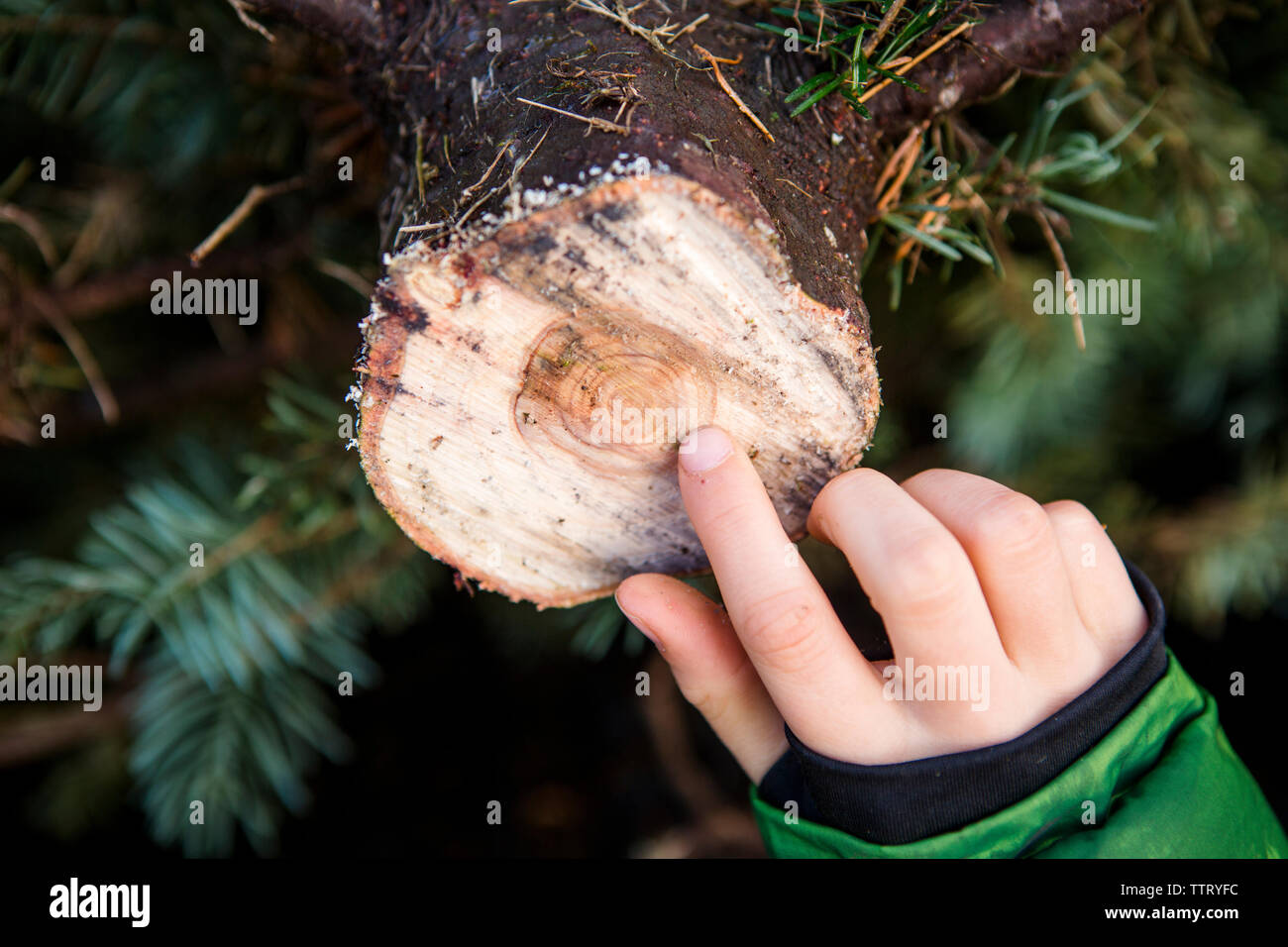 7/8 Hand des jungen zählen Baum Ring in die Farm Stockfoto