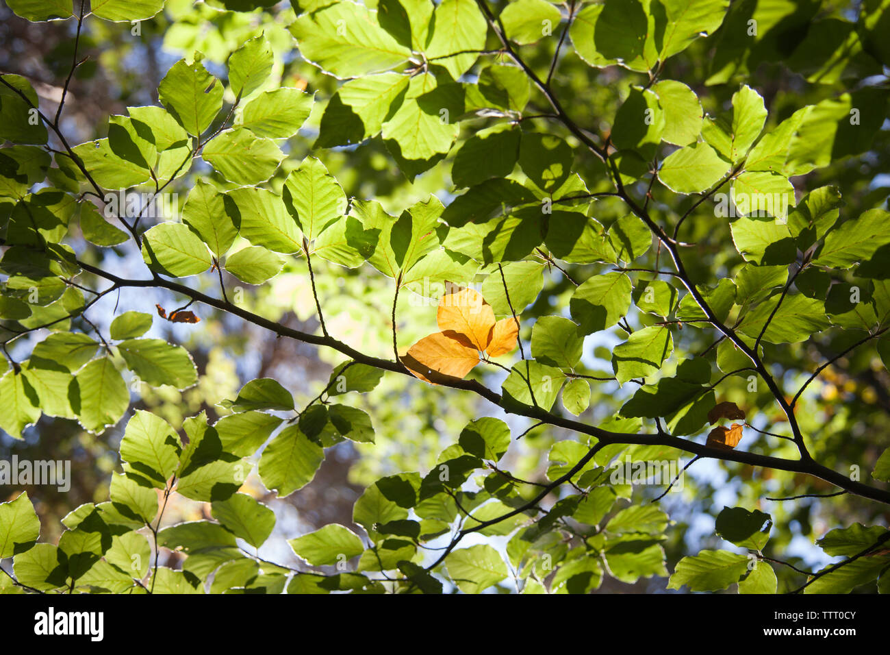 In der Nähe der Bäume Blätter im Wald im Herbst Stockfoto