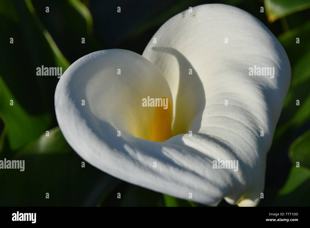 Calla Lilien wächst auf Yangmingshan in Taipei, Taiwan Stockfoto