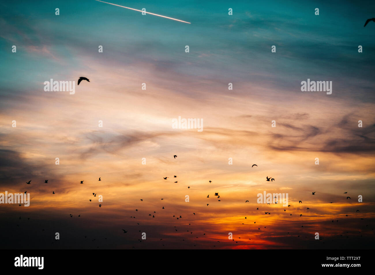 Low Angle View von Silhouette Vögel gegen die drastischen Himmel fliegen Stockfoto