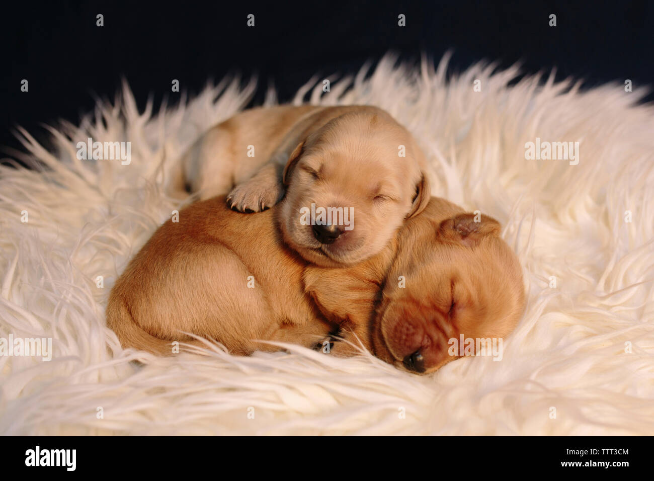 In der Nähe von süßen Welpen auf Teppich zu Hause schlafen Stockfoto