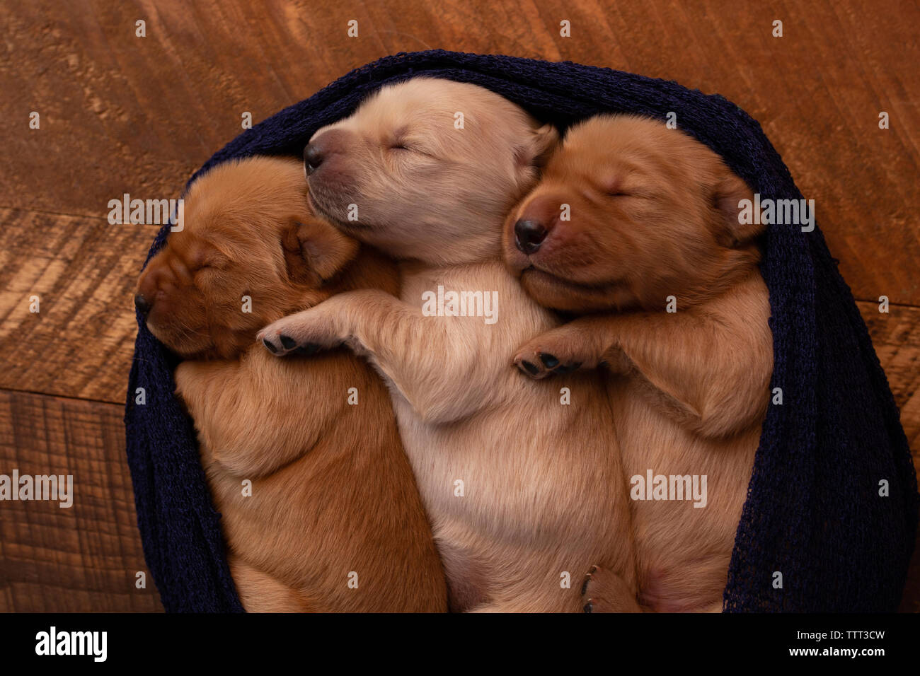 In der Nähe von süßen Welpen schlafen in PET-Bett auf Parkett zu Hause Stockfoto