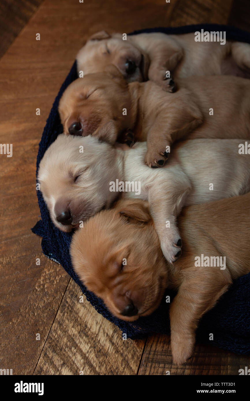 Hohe Betrachtungswinkel von niedlichen Welpen in der Zeile schlafen auf pet-Bett zu Hause Stockfoto