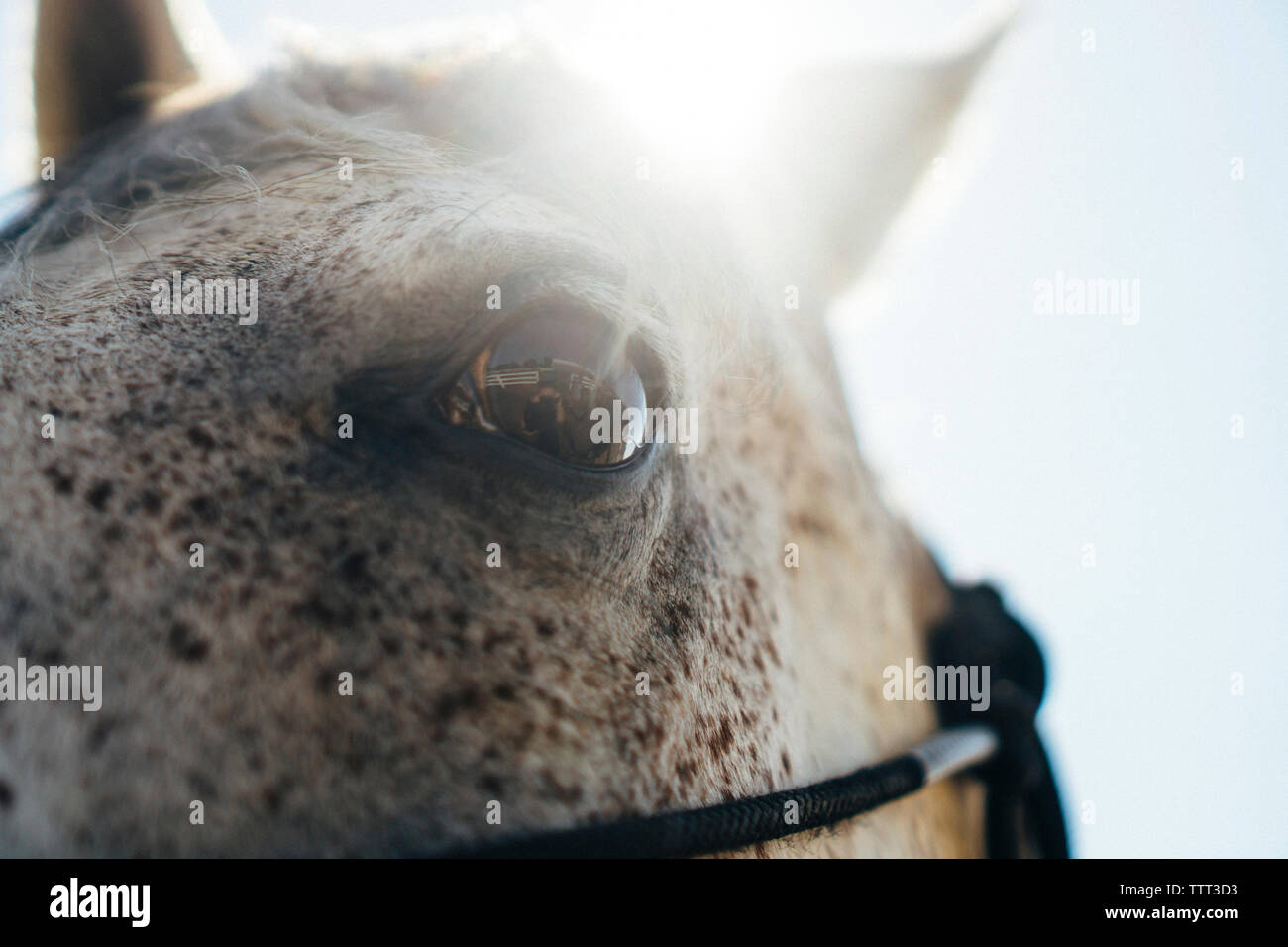 Zugeschnittenes Bild von Pferd gegen Sky Stockfoto