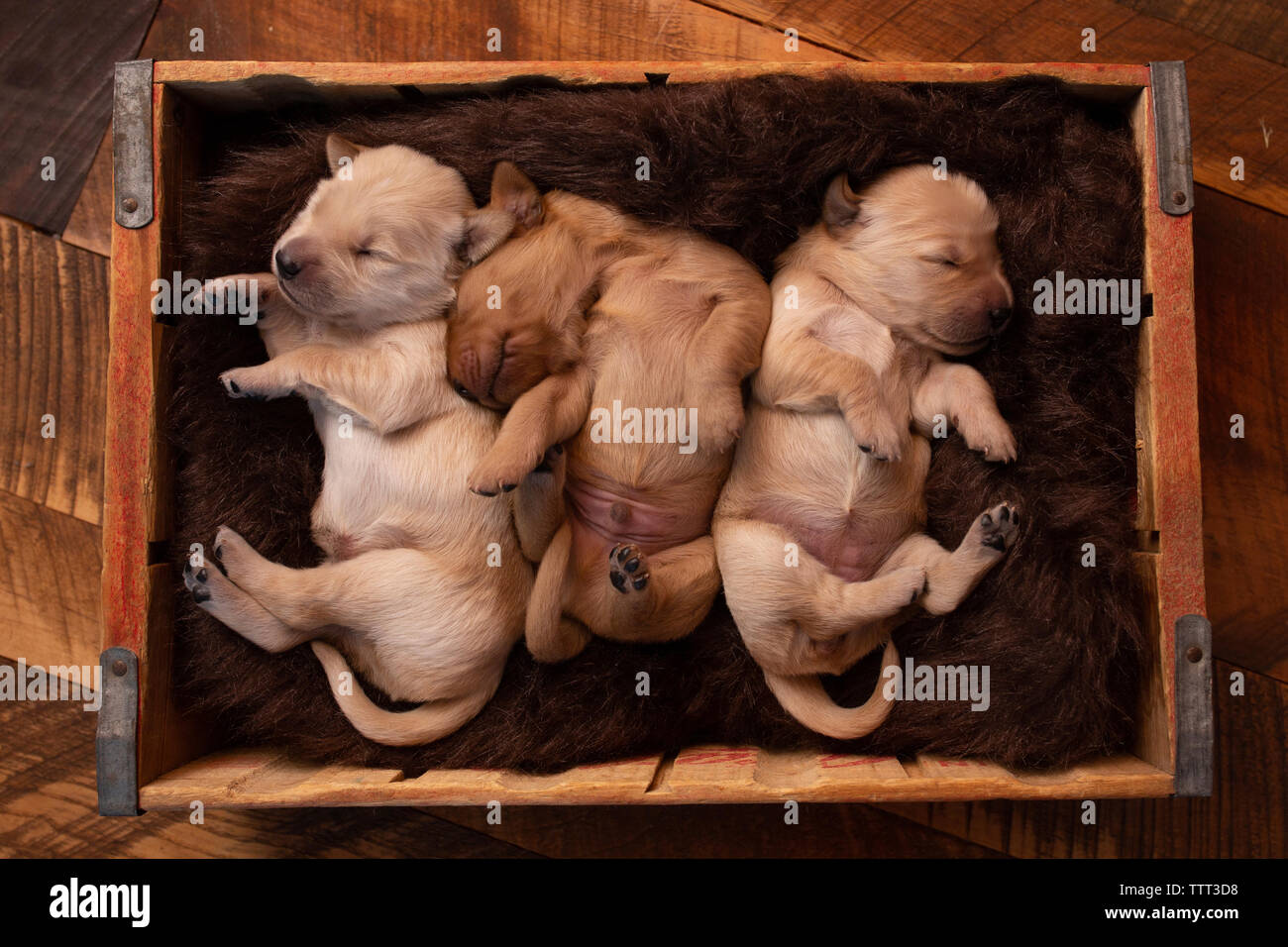 Ansicht von oben von niedlichen Welpen schlafen in PET-Bett auf Parkett zu Hause Stockfoto