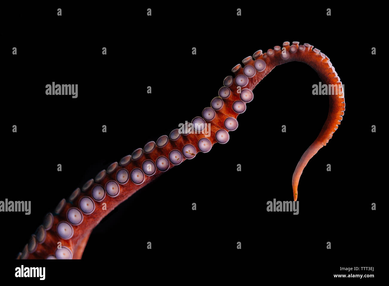 Great Pacific Octopus Tentakel auf schwarzem Hintergrund Stockfoto