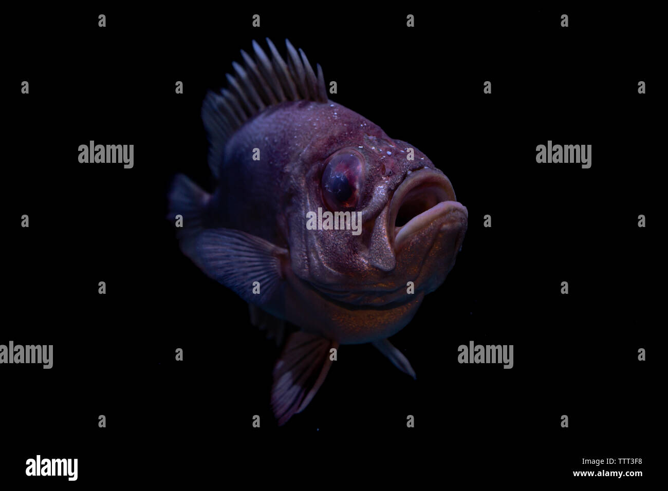 Hässliche Fisch auf schwarzem Hintergrund im Tank Stockfoto