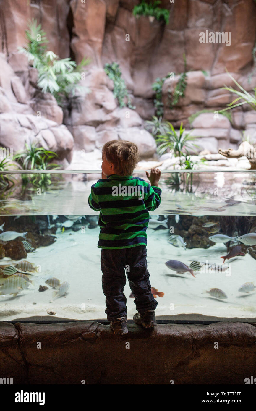 Kleiner Junge am Fisch schwimmt in einem Tank suchen Stockfoto