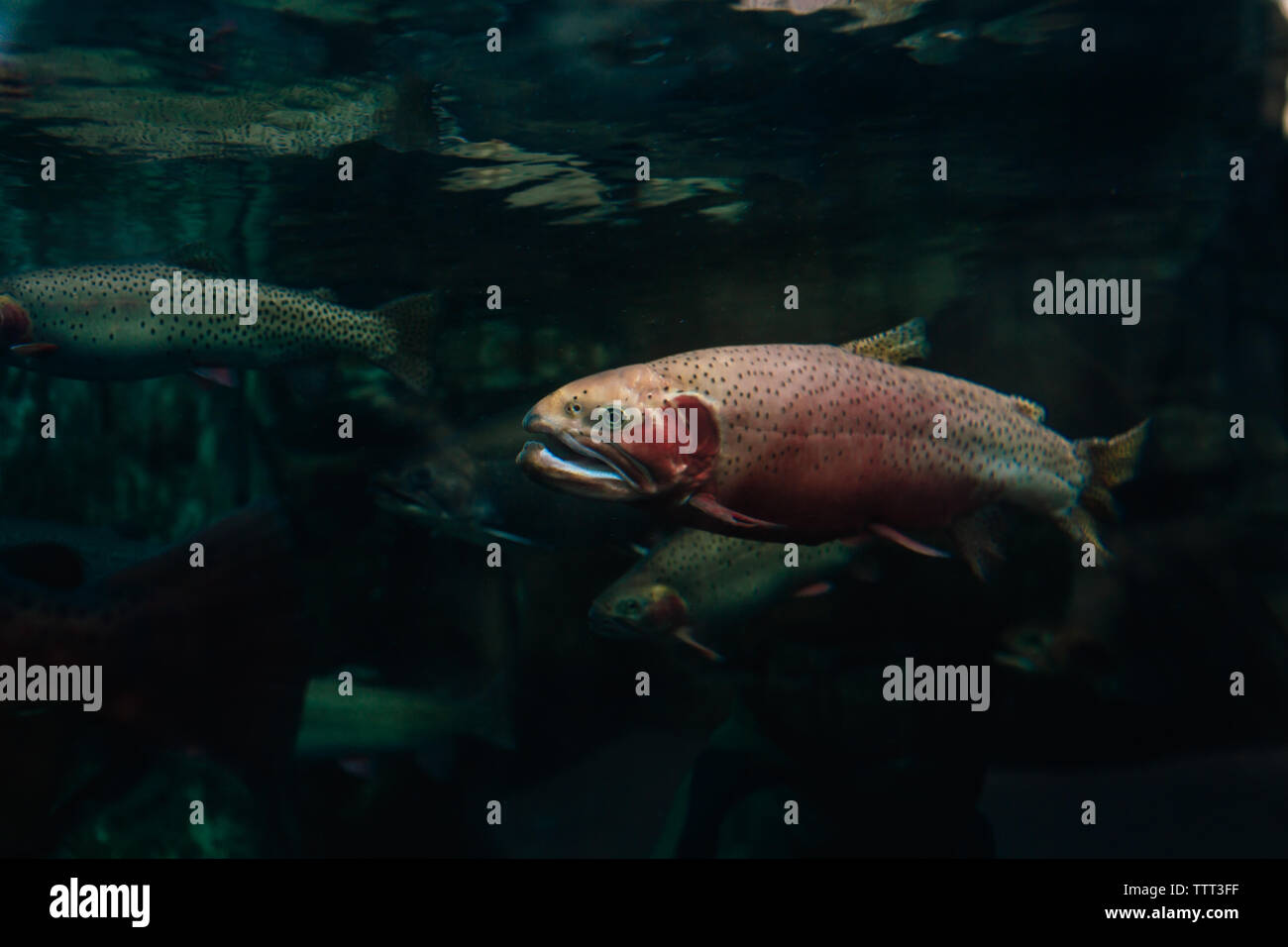 Forellen in einem Tank in einem Aquarium Stockfoto