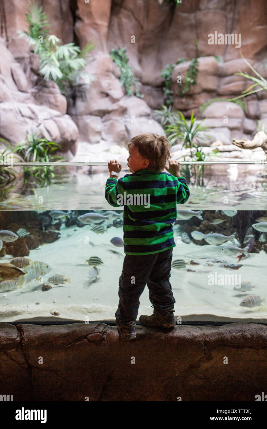 Jungen suchen in den Tank in einem Aquarium Stockfoto