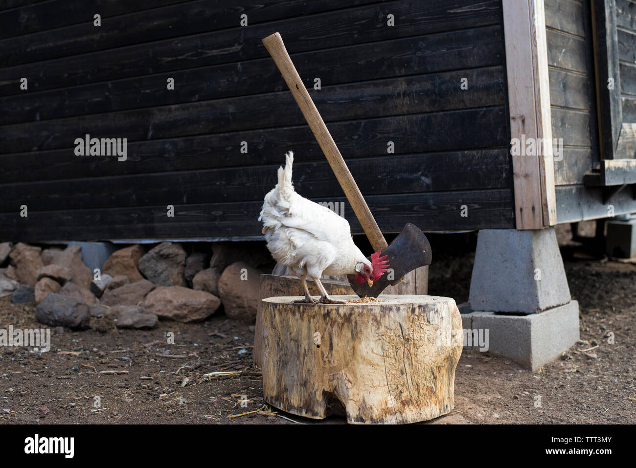 Hen auf Baumstumpf mit Kabine Stockfoto