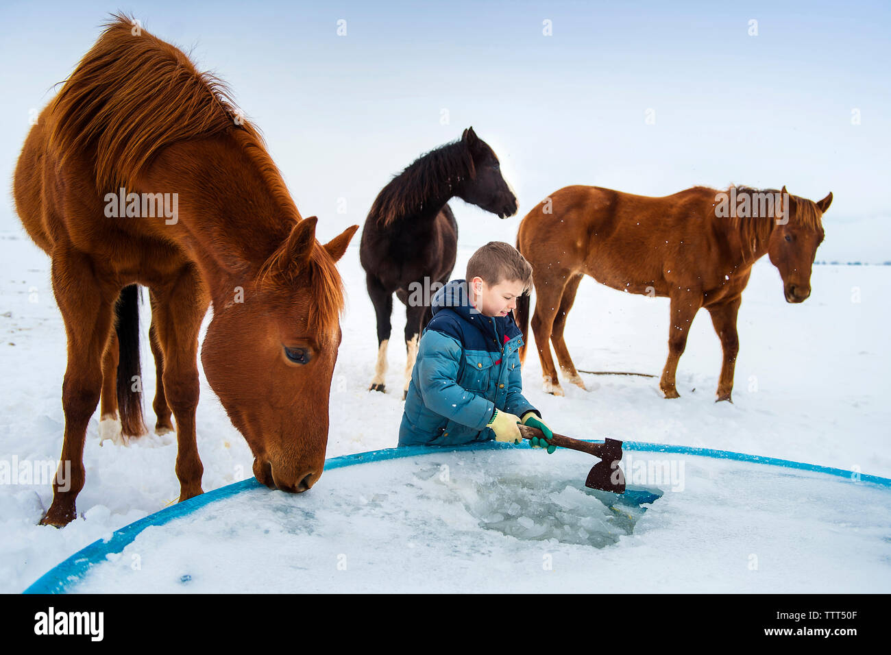 Junge brechen das Eis in Container durch Pferde auf dem Bauernhof im Winter Stockfoto