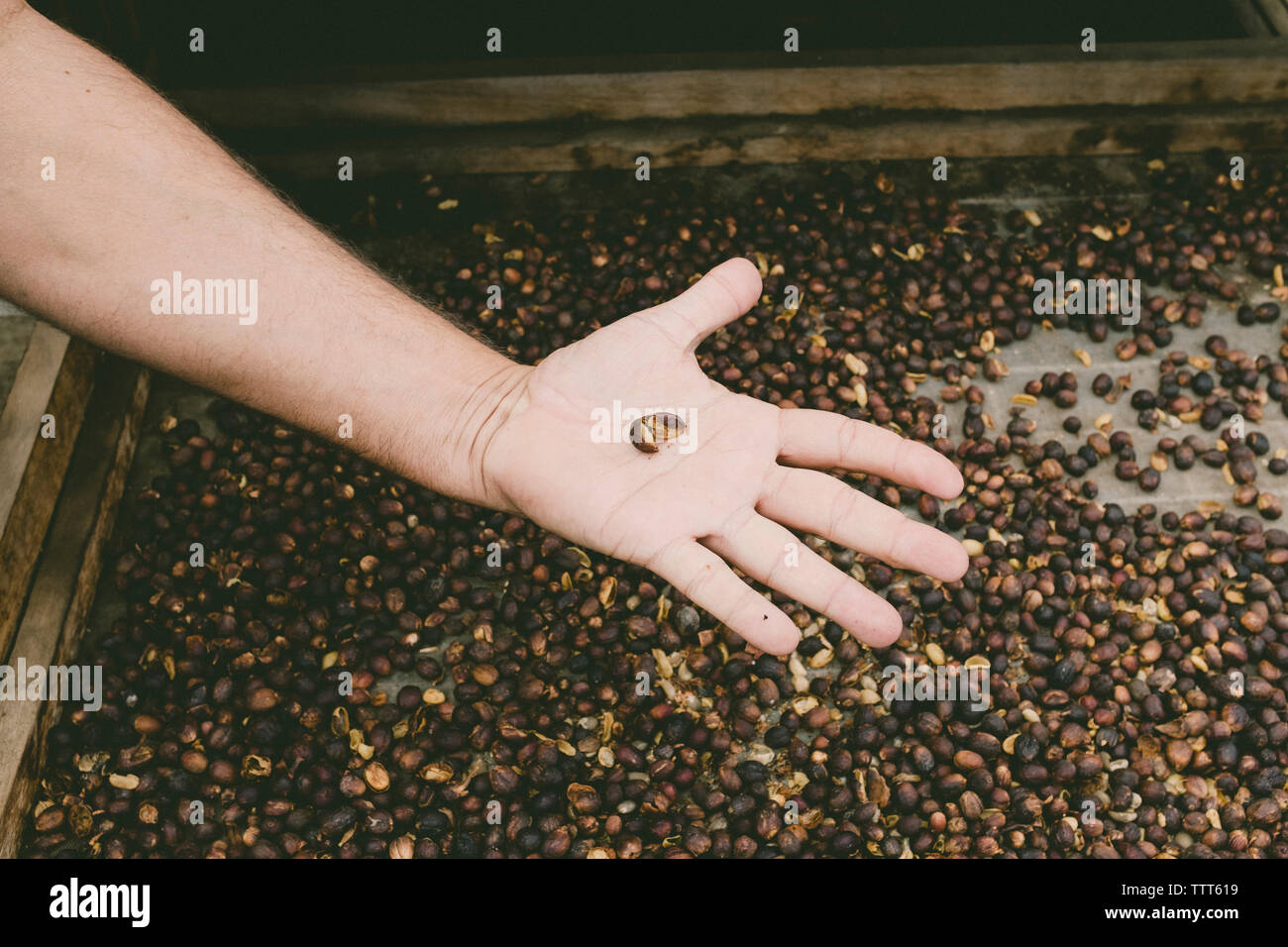 Nahaufnahme eines Menschen Hand halten einer Kaffeebohne in Agaete auf Gran Canaria. Stockfoto