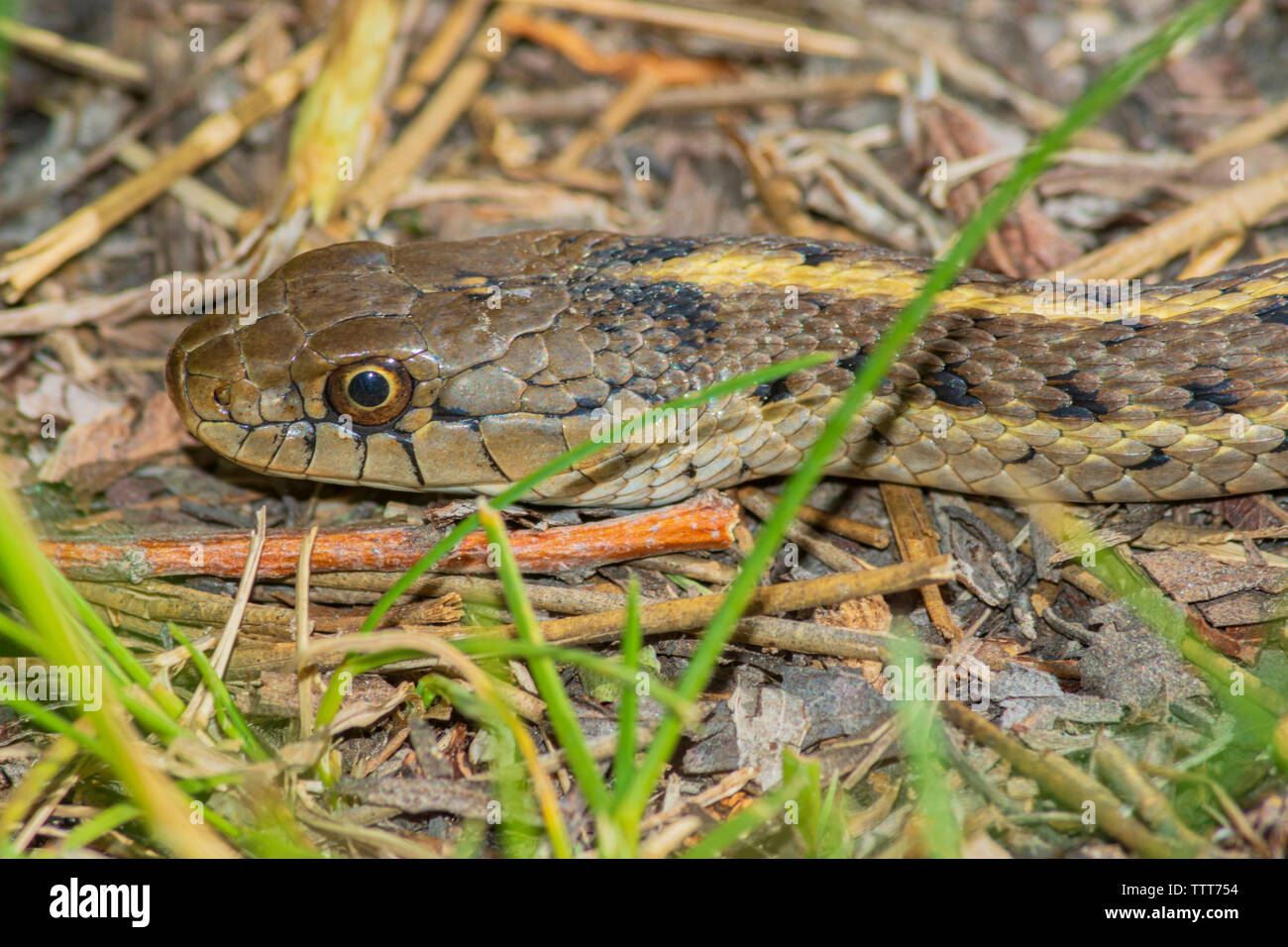 Westliche Terrestrial oder Wanderweghörnschlange (Thamnophis elegans) wärmt in der Morgensonne, Castle Rock Colorado USA. Foto im Juni. Stockfoto