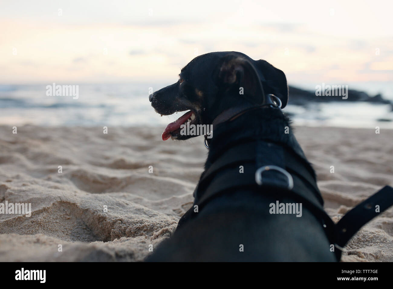 Nahaufnahme des Welpen sitzen auf Sand am Strand Stockfoto