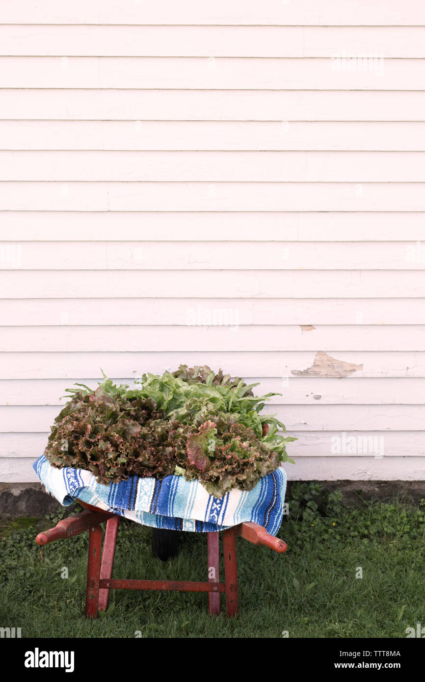 Blattgemüse in Schubkarre gegen die Holzwand Stockfoto