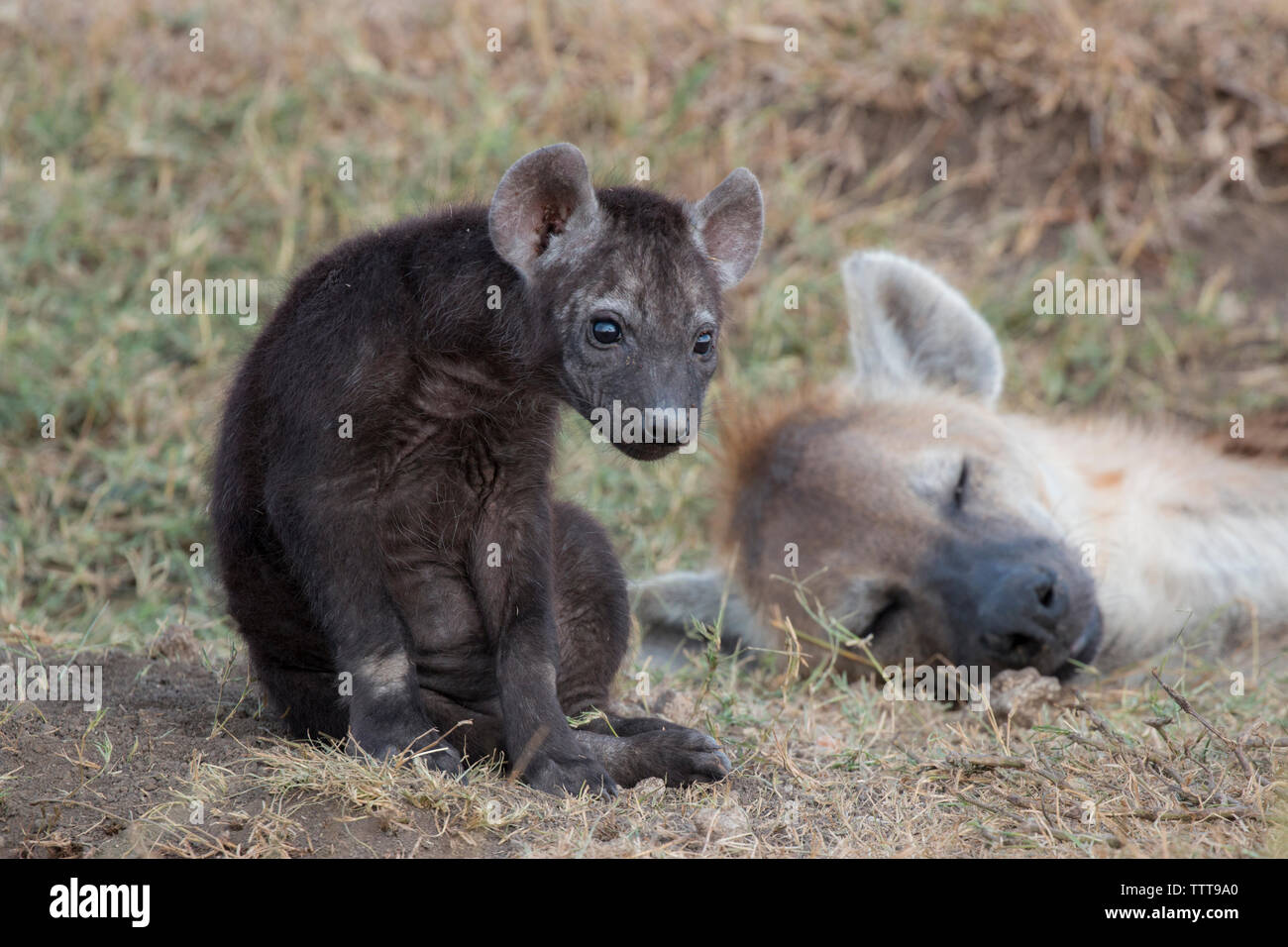 Hyäne schlafen während Cub sitzen auf Feld Stockfoto