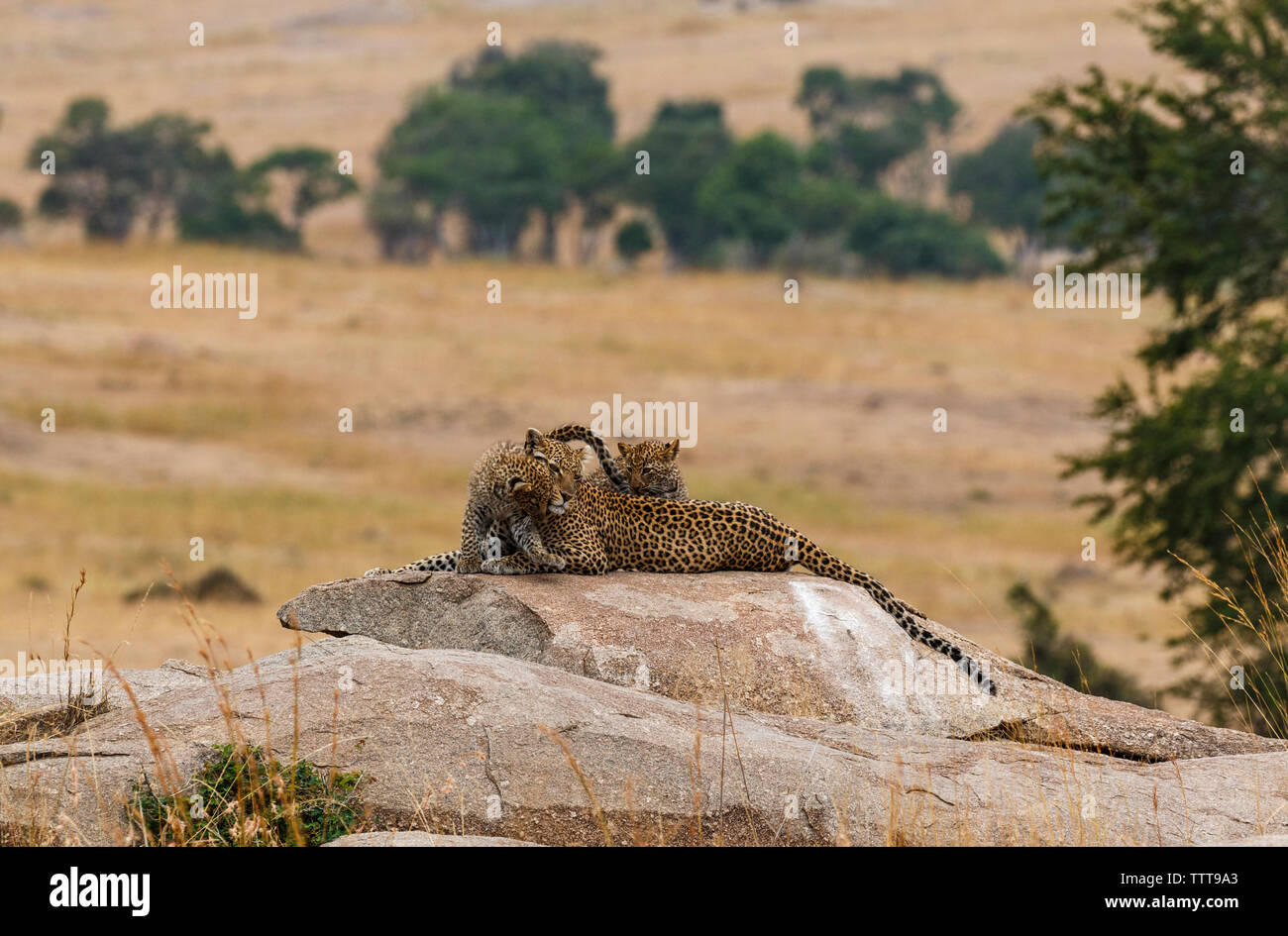 Leopardin mit Leopard cubs auf Fels in der Serengeti National Park Stockfoto