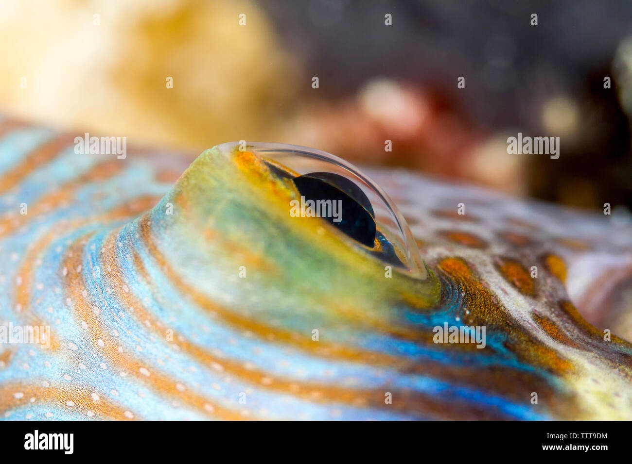 Close-up Schwarz gesattelt Toby (canthigaster Valentini) im Meer Stockfoto