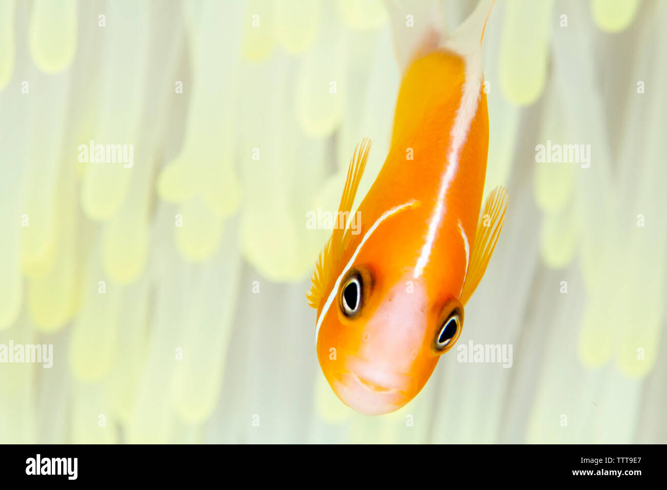 Rosa Anemonenfischen Swimmingpool inmitten einer herrlichen Seeanemone Stockfoto