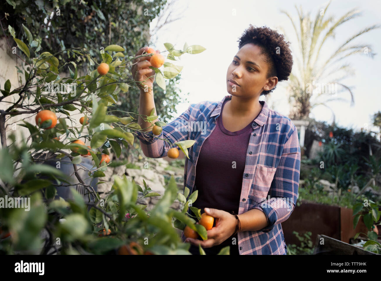 Junge Frau Prüfung Orangen wachsen auf Baum im Garten Stockfoto