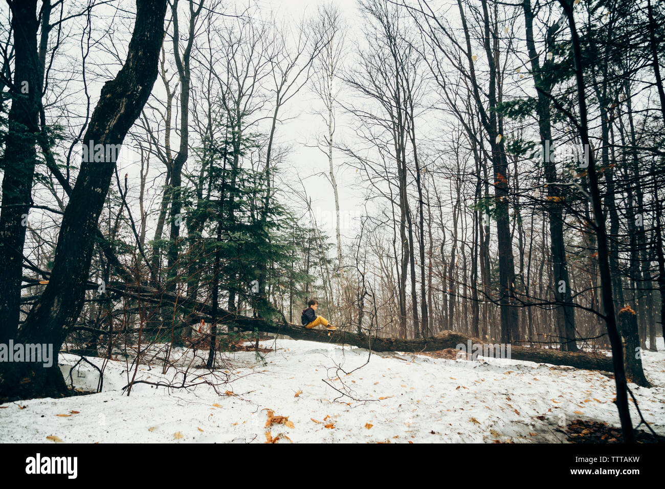 Mitte der Abstand der Junge sitzt auf umgefallene Baum im Wald im Winter Stockfoto