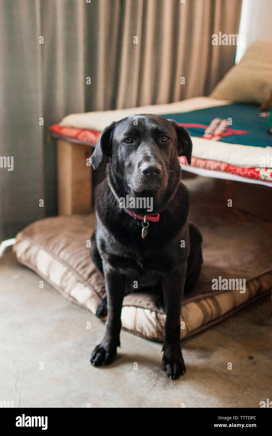 In der Nähe von schwarzen Labrador Retriever zu Hause sitzen Stockfoto