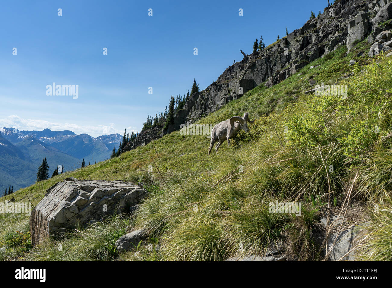 Big Horn Schafe weiden in Berg Wiese unter Felsen Stockfoto