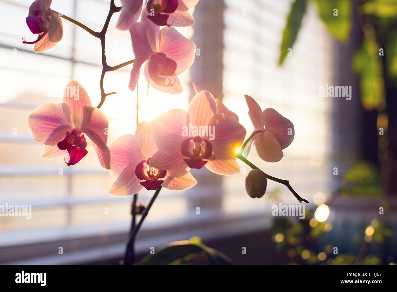 Orchideen mit Farbe und Licht in der Goldenen Stunde explodieren. Stockfoto