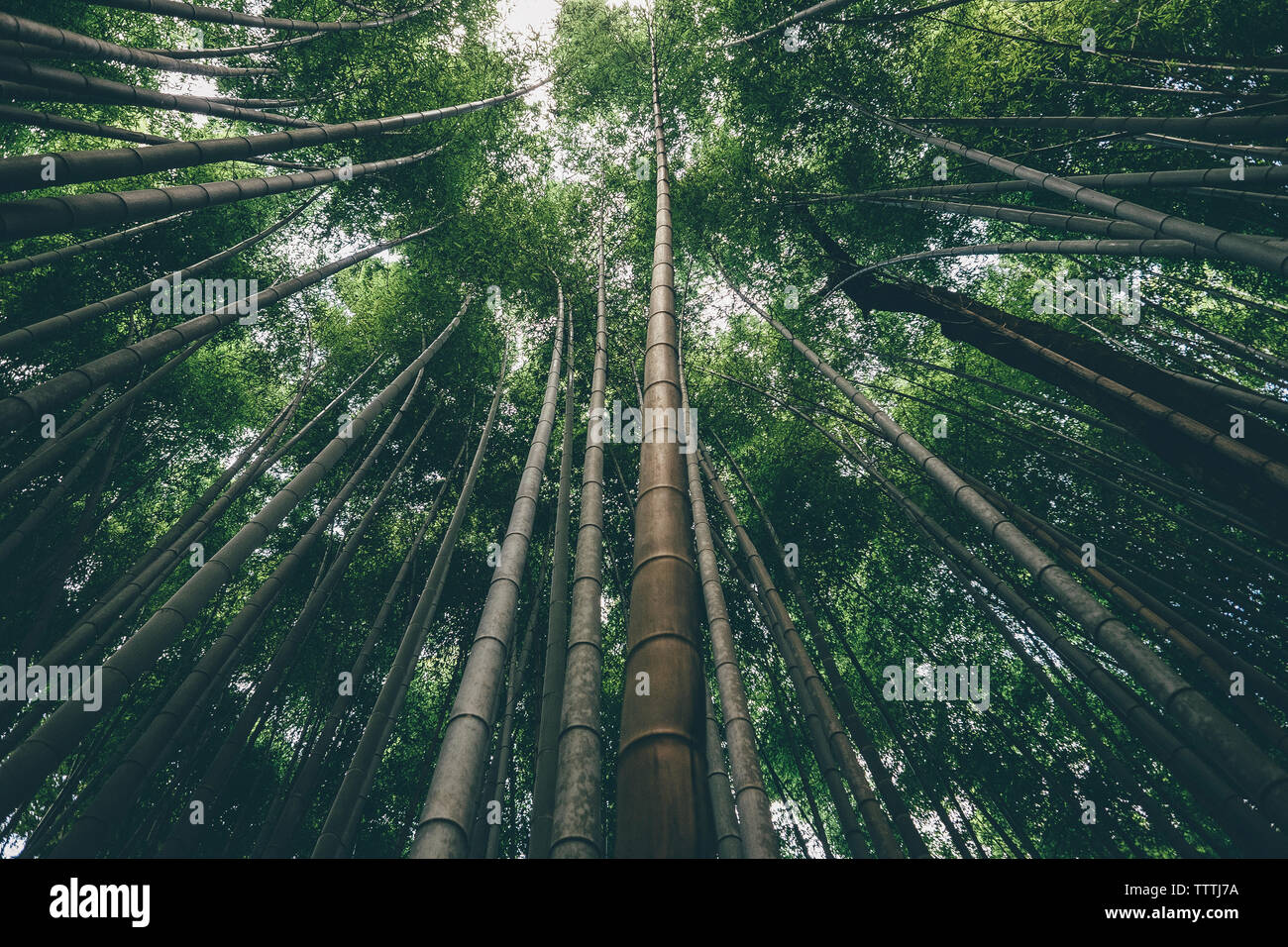 Low Angle View von Bamboo Grove Stockfoto