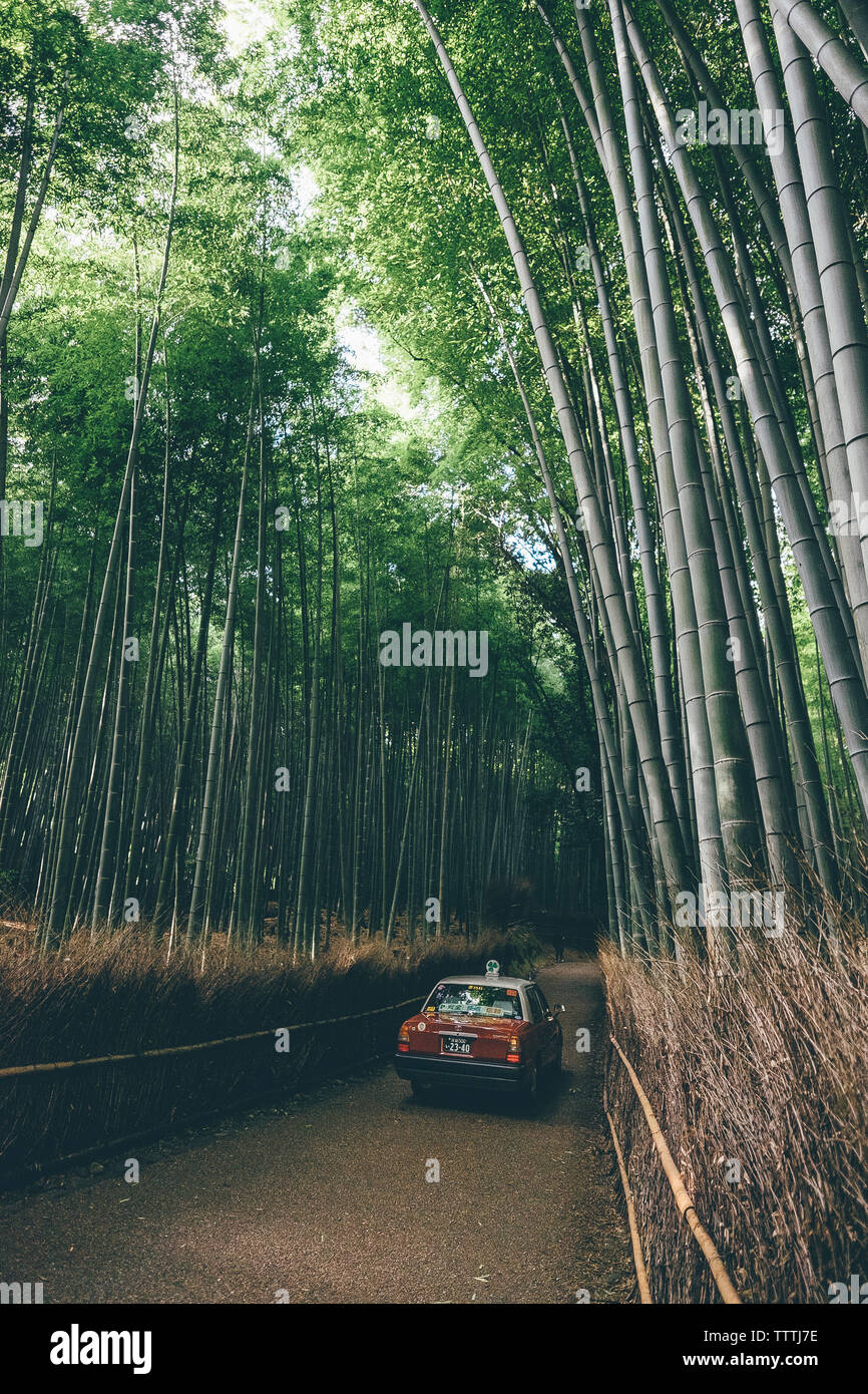 Auto auf der Straße inmitten von Bambus Pflanzen Stockfoto