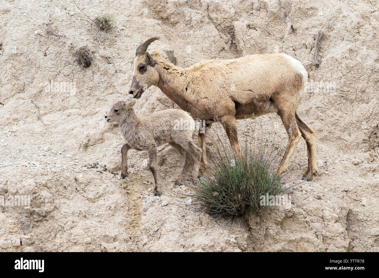 Das Weibchen der Dickhornschafe (Ovis canadensis) mit ihrem Lamm an der Klippe des Badlands National Park, South Dakota, USA Stockfoto