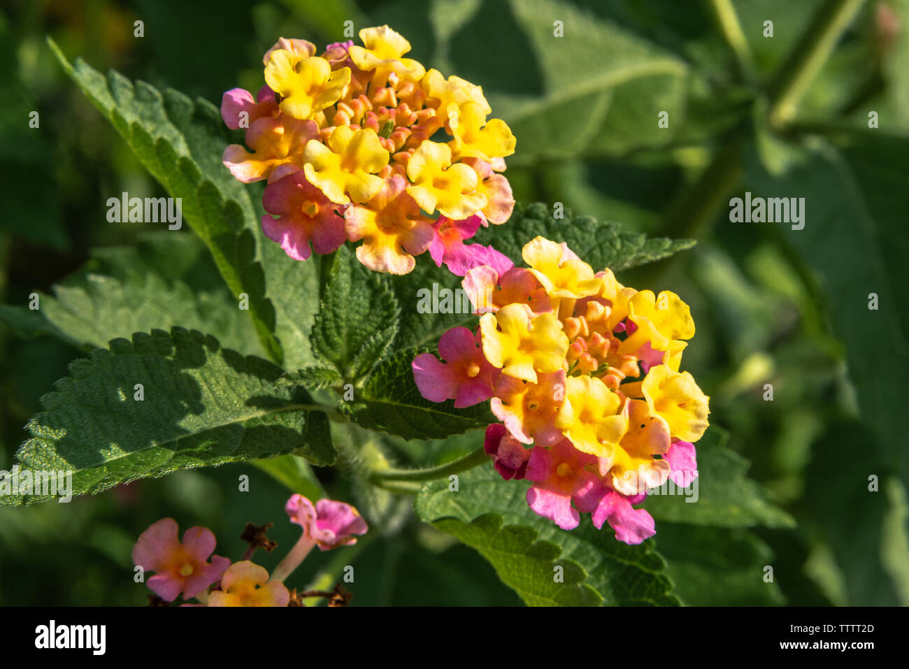 Bunte Lantana camara Blumen in Atlanta Botanical Garden in Gainesville, Georgia. (USA) Stockfoto