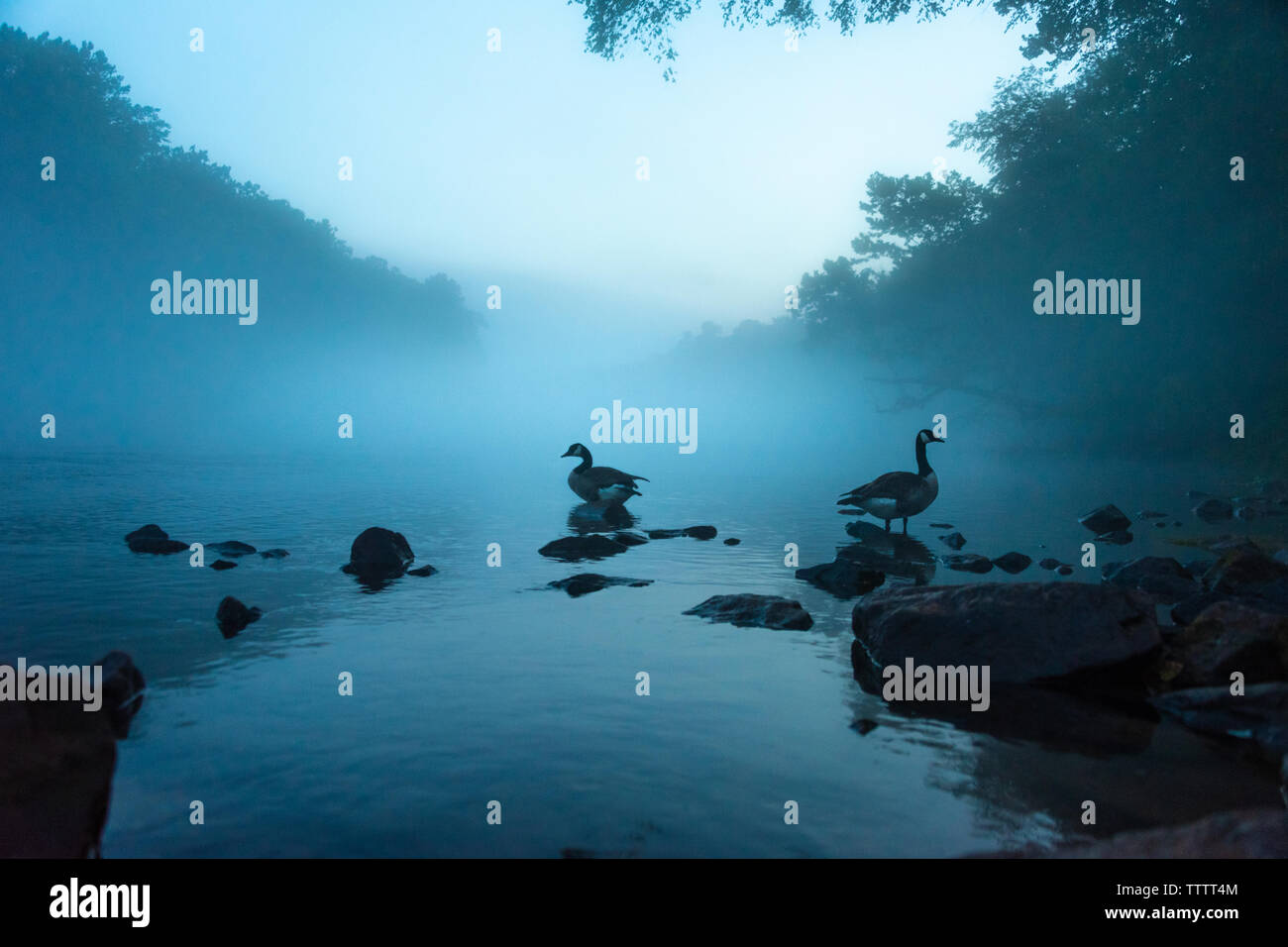 Eine Wolke aus Nebel schwebt über den Chattahoochee River bei Dämmerung, gerade unter Lake Lanier und nordöstlich von Atlanta, Georgia. (USA) Stockfoto